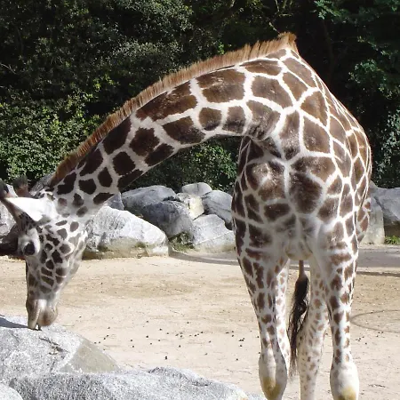 L'acheneau * مارينيس