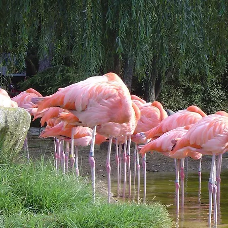 L'acheneau *